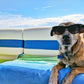 🐶50% discount 🐱Summer pet cooling mat with non-toxic self-cooling gel