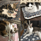 🐾Soldes exceptionnels 40 % de réduction🐱2025 Nouvelle couverture pour animaux de compagnie ultra confortable et apaisante