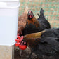 🔥🔥Gift For Chicken Lovers 49% OFF--🔥Automatic Chicken Water Cup Bird Coo