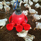 🔥🔥Gift For Chicken Lovers 49% OFF--🔥Automatic Chicken Water Cup Bird Coo