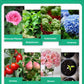 🪴🔥Achetez 3 pour 5 (8 bouteilles)🌼 Boostez Vos Plantes Et Vos Économies