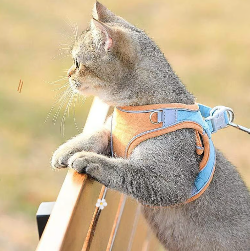 📢📢50 % DE RÉDUCTION !! ⏰ Harnais réfléchissant une pièce – Respirant, rembourré & sécurisé – Pour chiens & chats – fermeture facile, ajustement confortable – idéal pour les promenades nocturnes 🌙