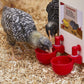 🔥🔥Gift For Chicken Lovers 49% OFF--🔥Automatic Chicken Water Cup Bird Coo