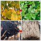 🌱La protection de l'environnement est une tendance, l'écologie est une attitude!⏰Solution nutritive à action rapide pour les plantes