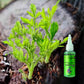 🌱La protection de l'environnement est une tendance, l'écologie est une attitude!⏰Solution nutritive à action rapide pour les plantes