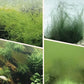 Détachant d'Algues et de Mousse pour Aquarium - Purification de l’Eau Sans Danger
