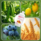 ✨🍎Hot Sale&Achetez-en 3 et obtenez-en 2 gratuitement✨Solution nutritive pour floraison abondante et rendement accru