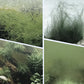 🏆✨Achetez 3 obtenez  2 gratuit💧Puissant clarificateur d'eau pour aquarium