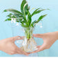 🏡Achetez 3 obtenez-en 2 GRATUITE !🪴Solution nutritive hydroponique pour la croissance des plantes☘️💦