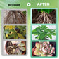 📢Grande vente!!!! ⏰Solution nutritive pour plantes hydroponiques