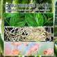 📢Grande vente!!!! ⏰Solution nutritive pour plantes hydroponiques