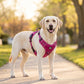 🐕🏔️ 50% DE RÉDUCTION ! Harnais Gilet Robuste pour Chien en Plein Air – Réglable, Respirant & Réfléchissant – Parfait pour Randonnée, Jogging & Quotidien ✨