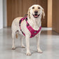 🐕🏔️ 50% DE RÉDUCTION ! Harnais Gilet Robuste pour Chien en Plein Air – Réglable, Respirant & Réfléchissant – Parfait pour Randonnée, Jogging & Quotidien ✨