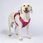 🐕🏔️ 50% DE RÉDUCTION ! Harnais Gilet Robuste pour Chien en Plein Air – Réglable, Respirant & Réfléchissant – Parfait pour Randonnée, Jogging & Quotidien ✨