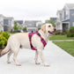 🐕🏔️ 50% DE RÉDUCTION ! Harnais Gilet Robuste pour Chien en Plein Air – Réglable, Respirant & Réfléchissant – Parfait pour Randonnée, Jogging & Quotidien ✨